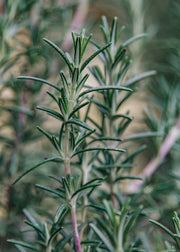 Rosemary Rosmarinus Officinalis Blue Lagoon, 3L 