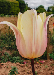 Tulipa Royal Celebration Bulbs