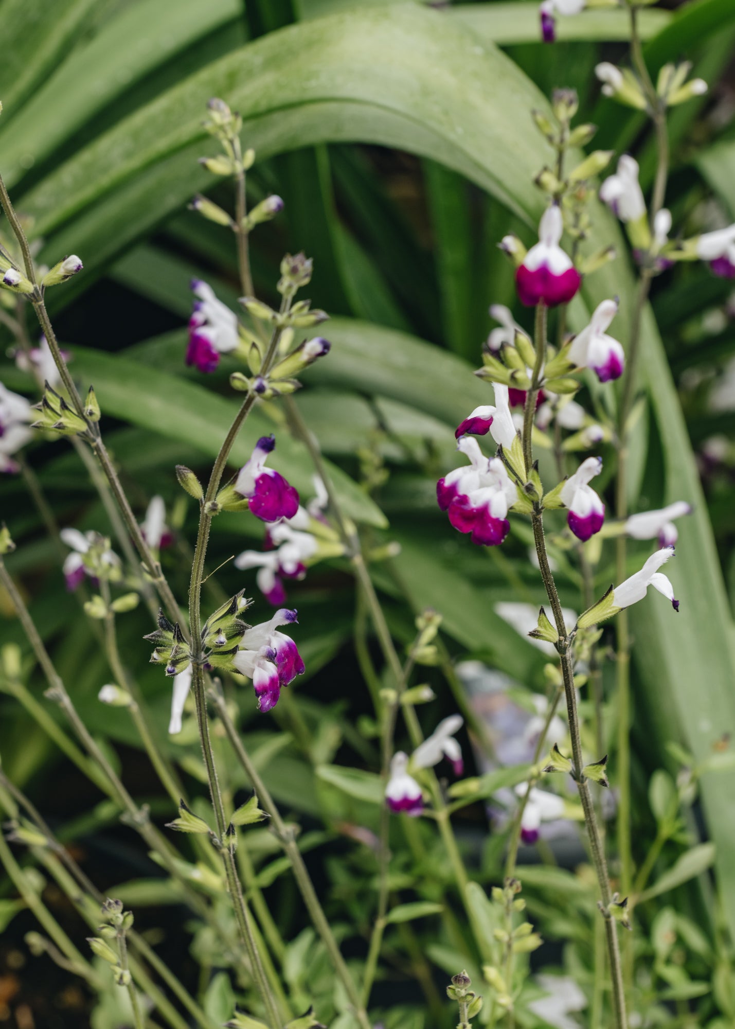 Salvia Amethyst Lips