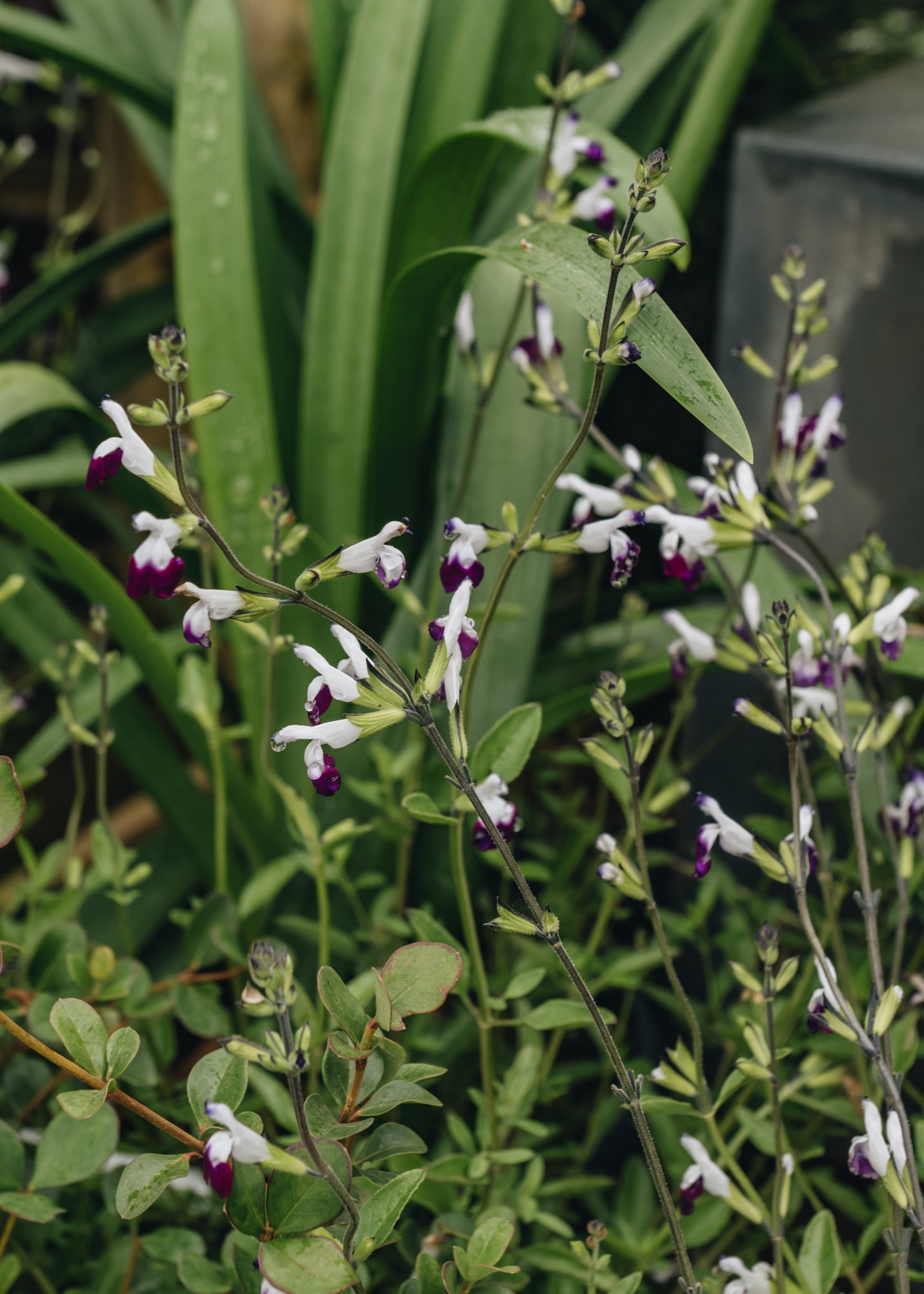 Salvia Amethyst Lips