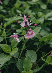 Salvia Angel Wings