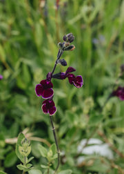 Salvia Blackberry Ripple