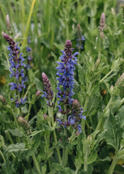 Salvia Blue Hill