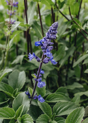 Salvia Mystic Spires