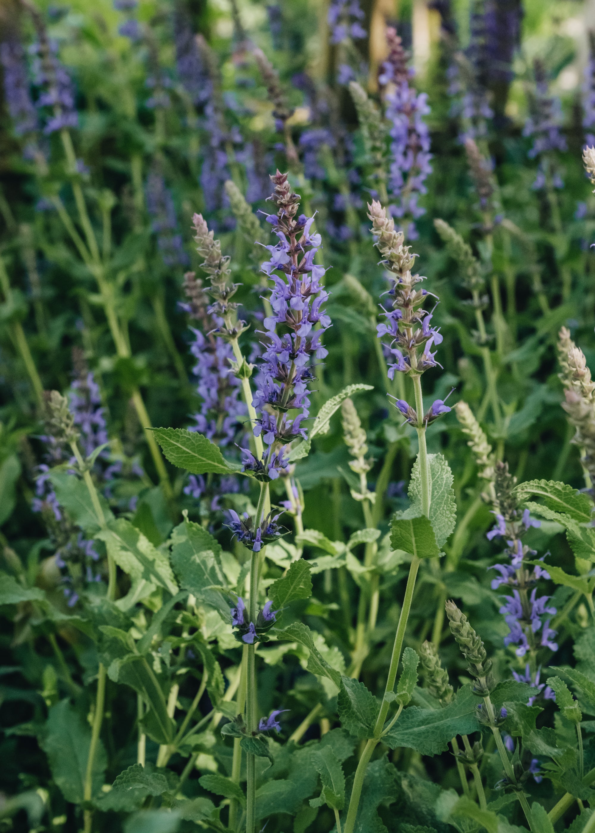 Salvia x sylvestris Blauhugel 2L – Burford Garden Co.