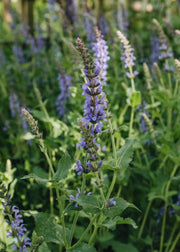 Salvia x sylvestris Blauhugel 2L