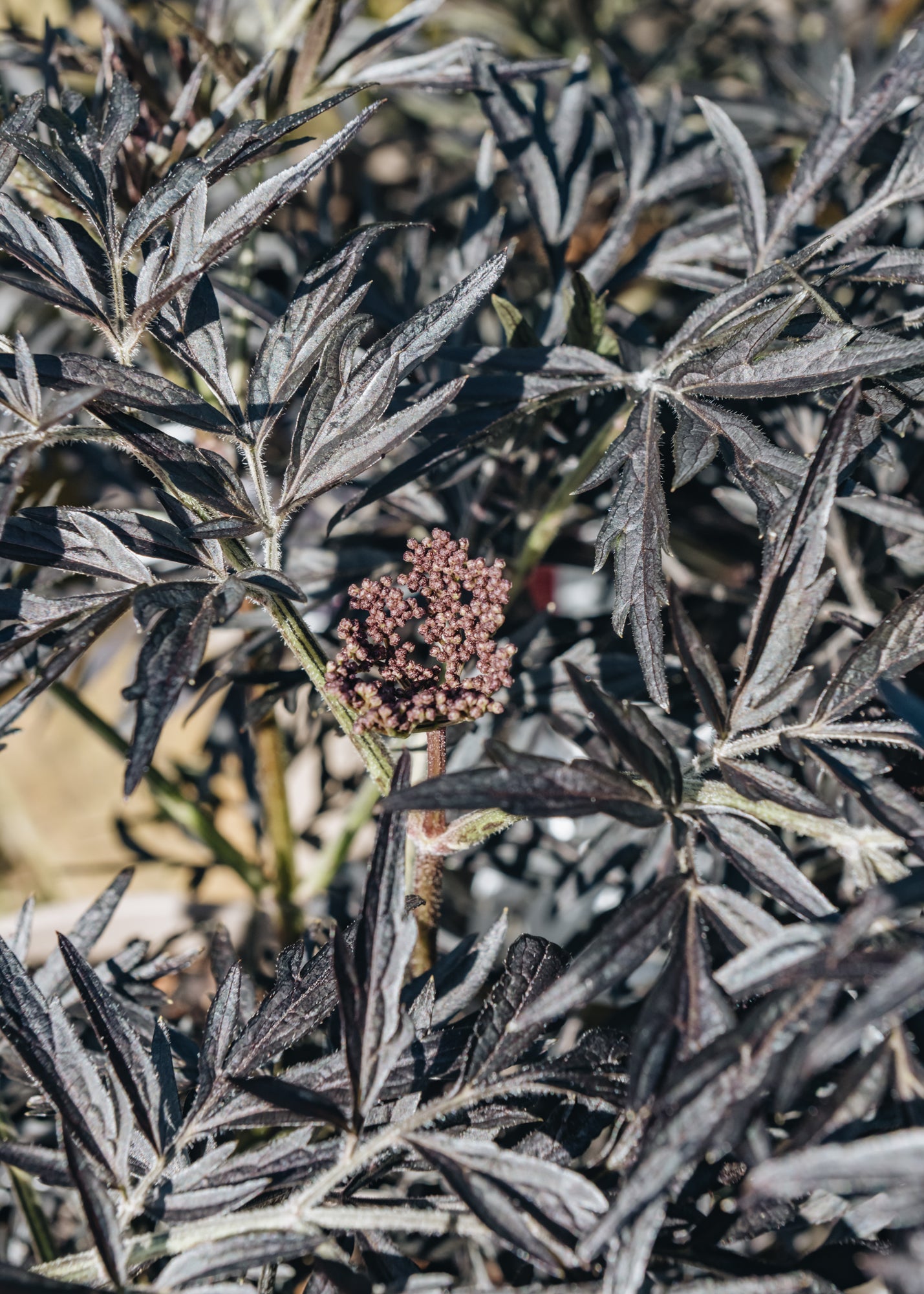 Sambucus nigra Black Lace AGM