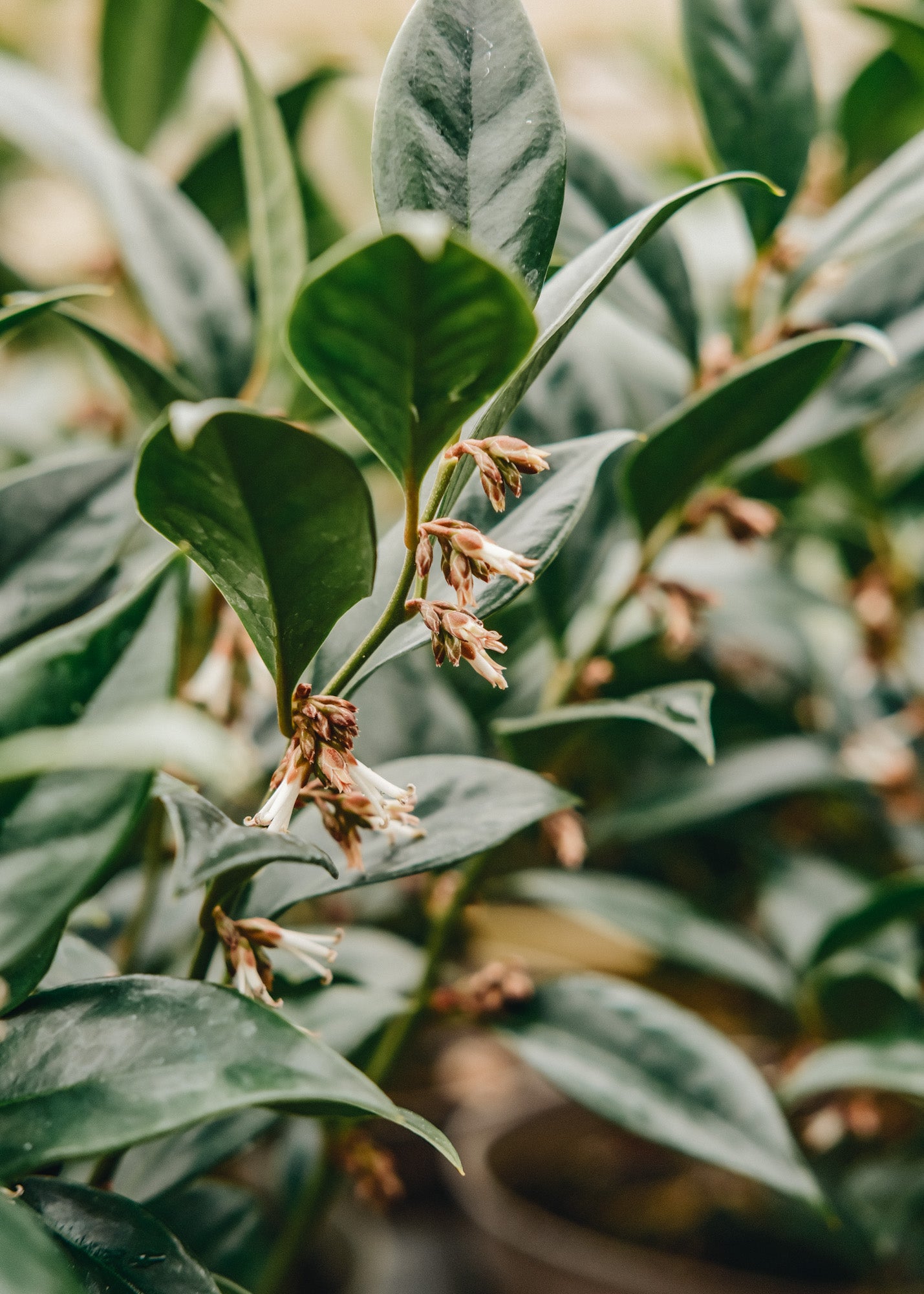 Spiraea Sarcococca orientalis 3L