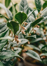 Photinia Sarcococca orientalis 3L