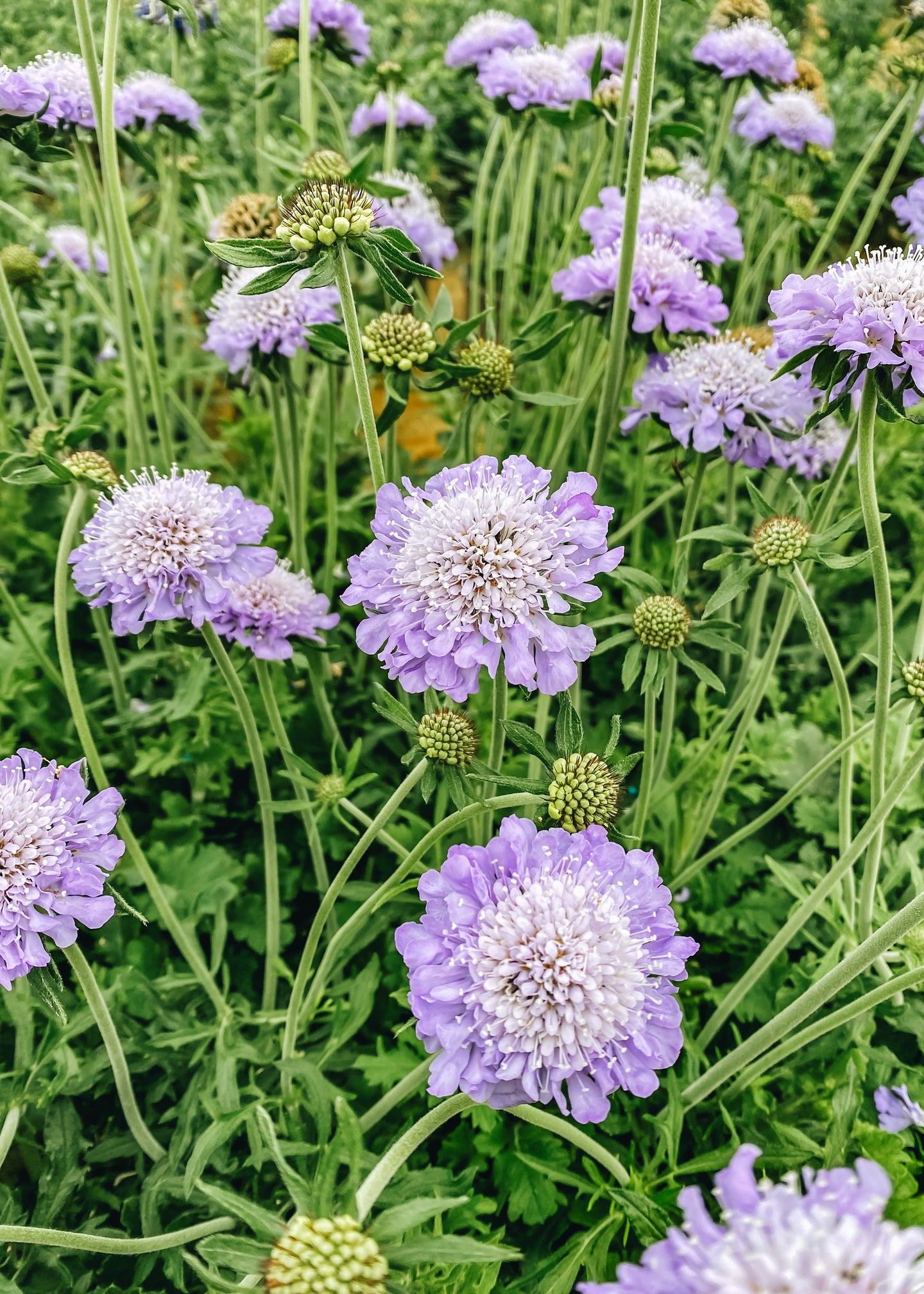 Scabiosa Kudo Blue