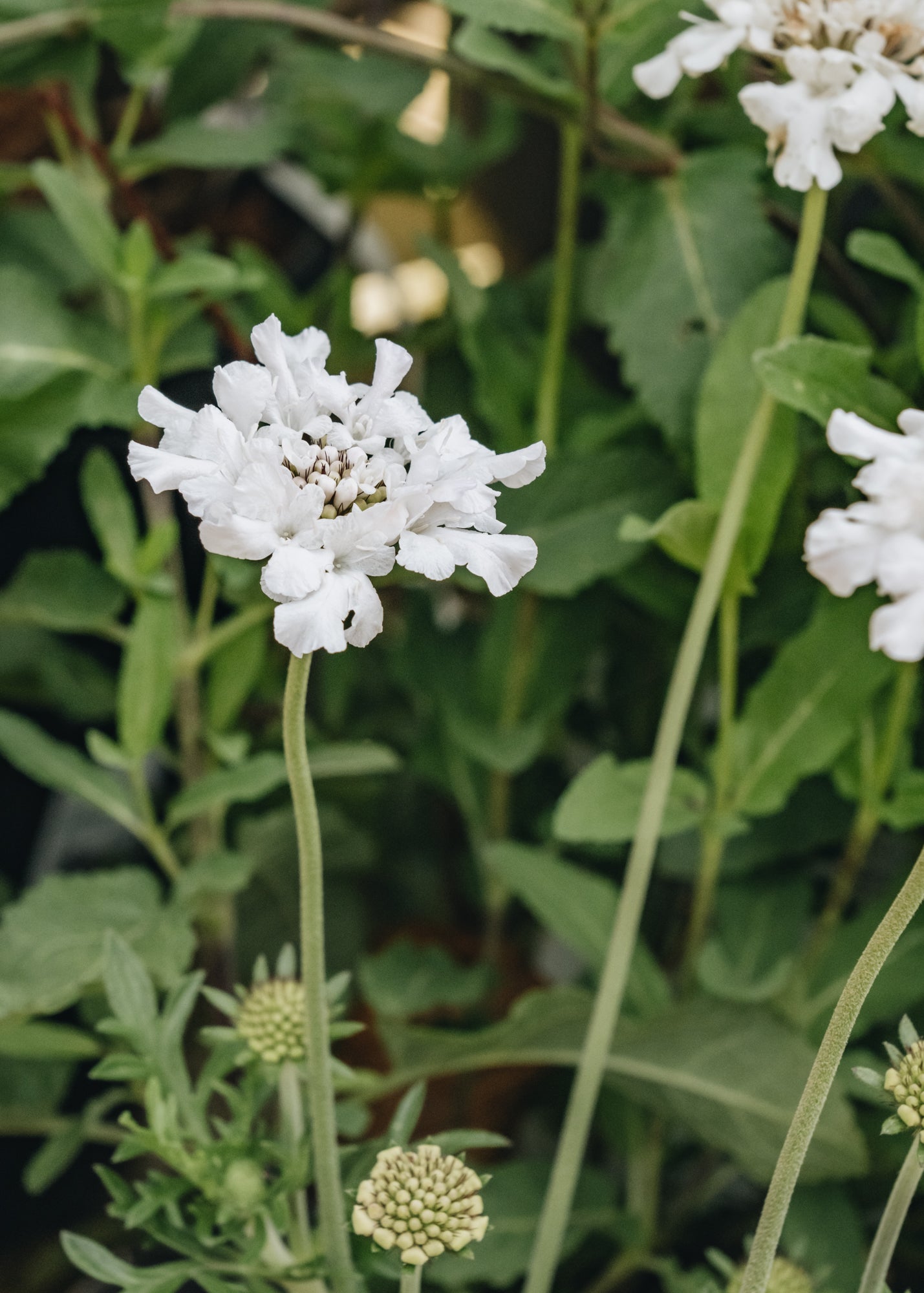 Scabiosa columbaria Flutter White