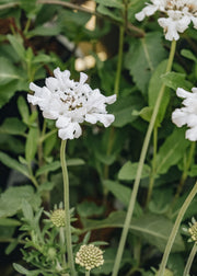 Scabiosa columbaria Flutter White