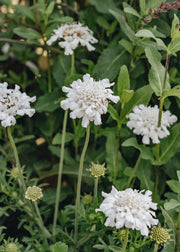 Scabiosa columbaria Flutter White