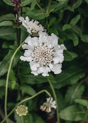 Scabiosa Kudo White