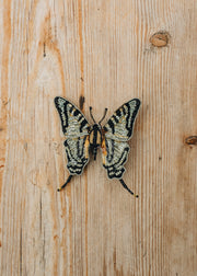 Trovelore Scarce Swallowtail Brooch