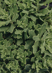 Sedum Thundercloud