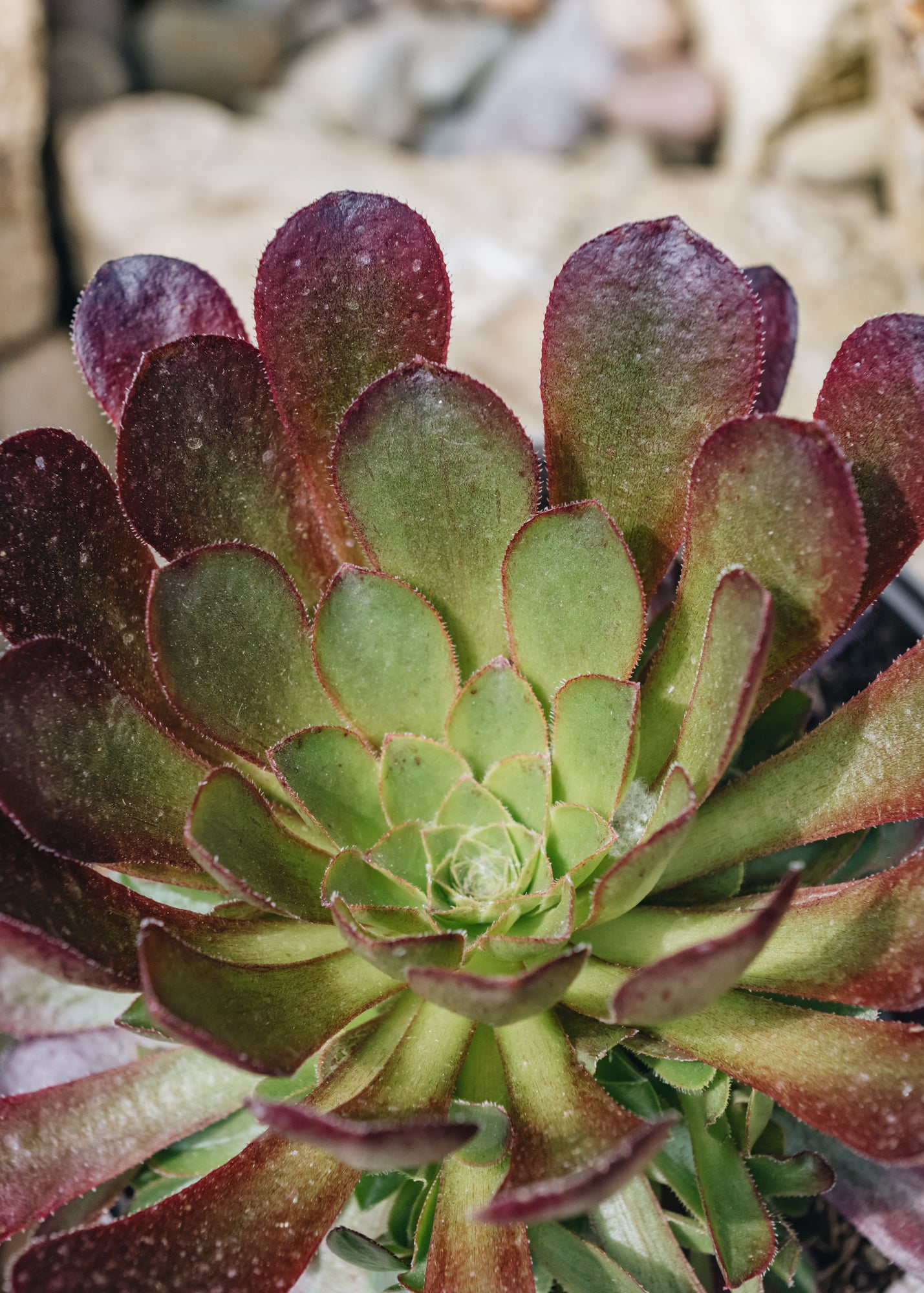 Semponium Sienna | Burford Garden Co.