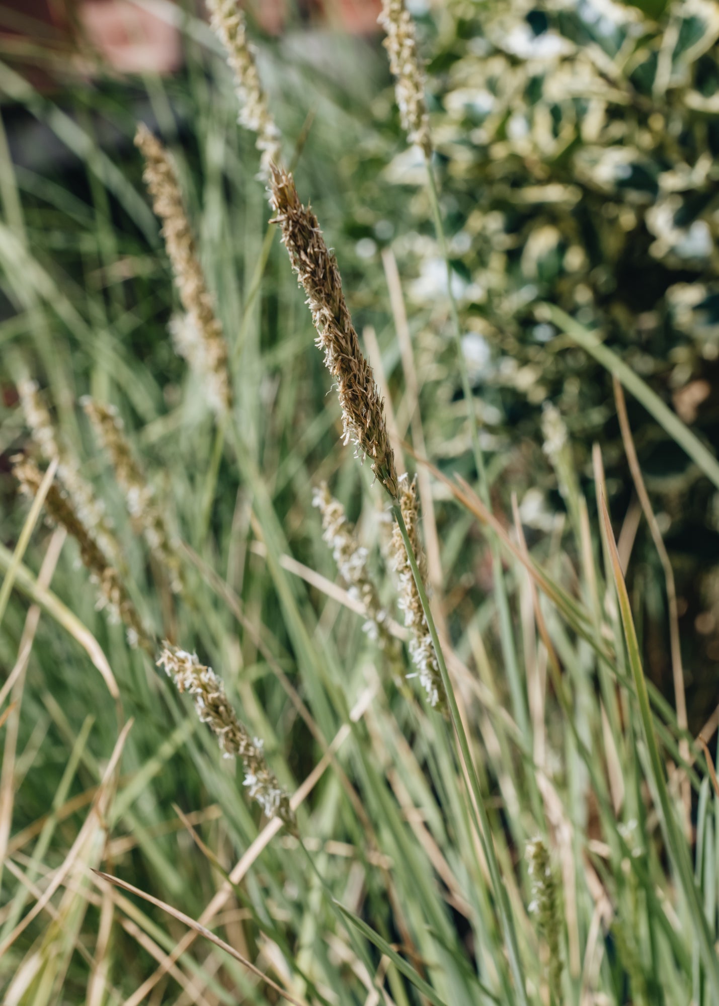 Sesleria Summer Skies 3L