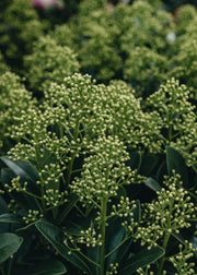 Skimmia japonica Finchy