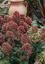 Skimmia japonica Exstase