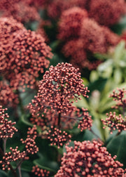 Skimmia japonica Exstase