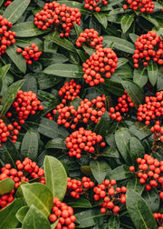 Skimmia Red Star