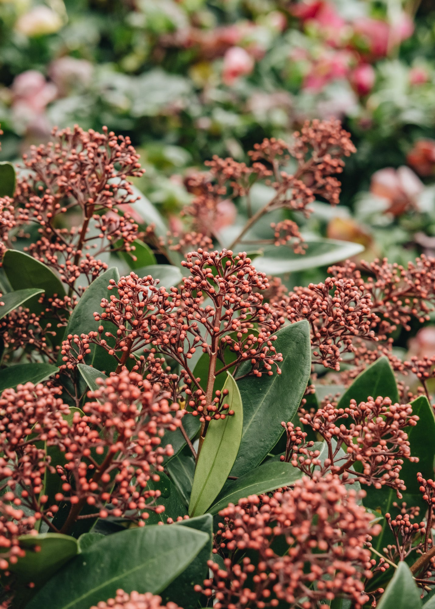 Skimmia japonica Rubella (male)