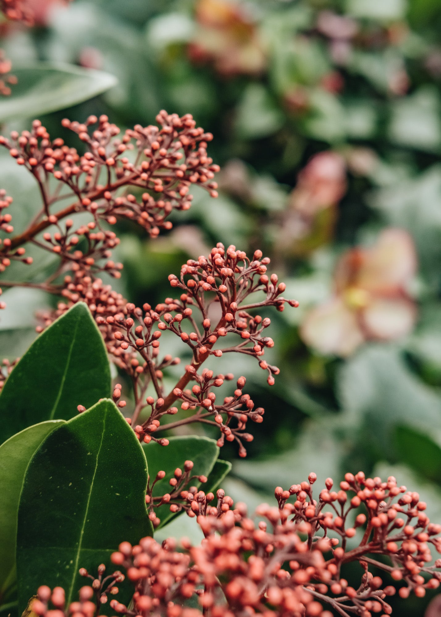 Skimmia japonica Rubella (male)