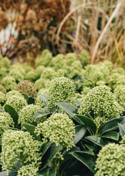 Skimmia japonica White Globe