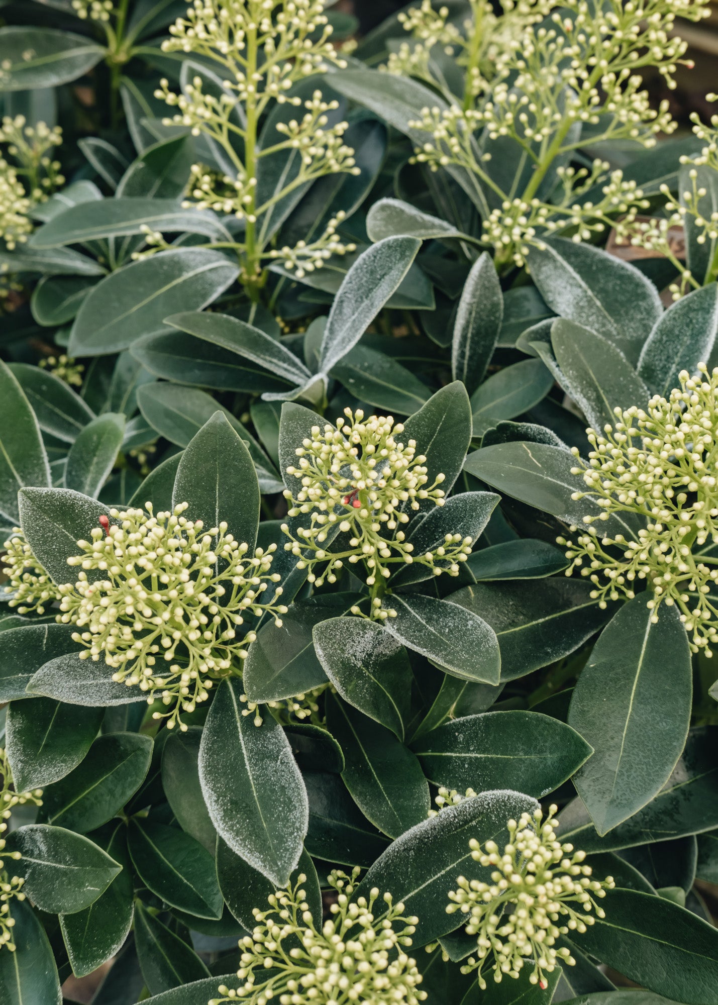 Euonymus Skimmia japonica Finchy