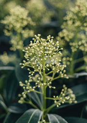 Skimmia Skimmia japonica Finchy