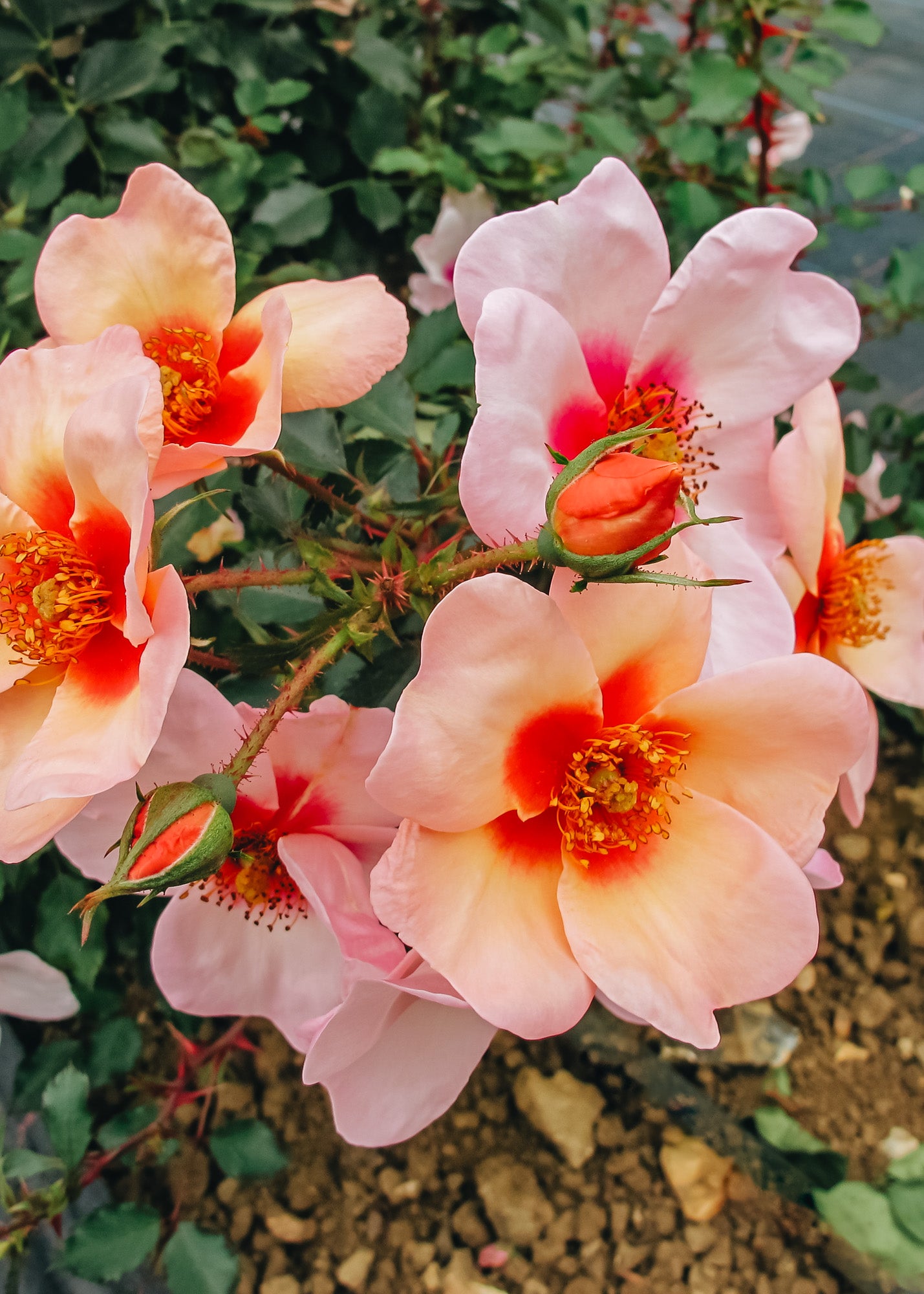 David Austin Roses Rosa Smiling Eyes