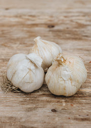 French Garlic 'Solent Wight', pack of 50 sets