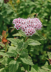 Clematis Spiraea Sparkling Champagne