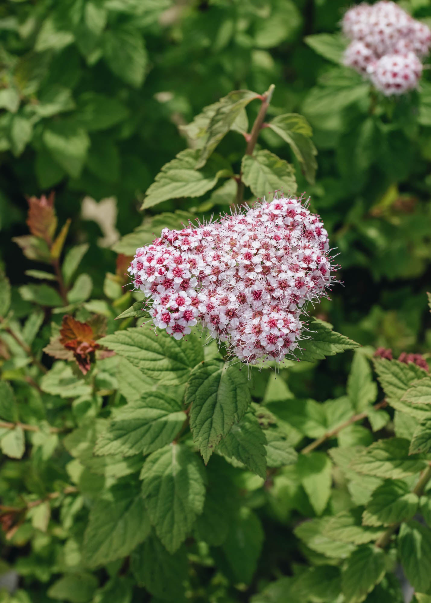 Spiraea Spiraea Sparkling Champagne