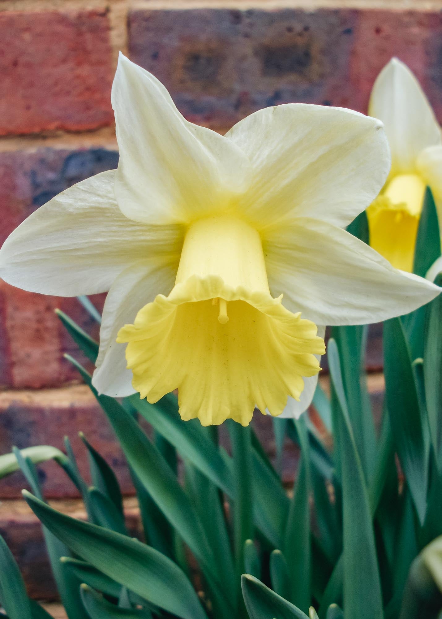 Narcissus Spring Dawn Bulbs