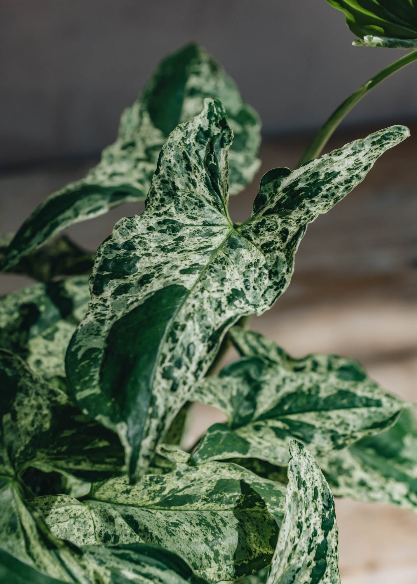 Houseplants Syngonium Mottled