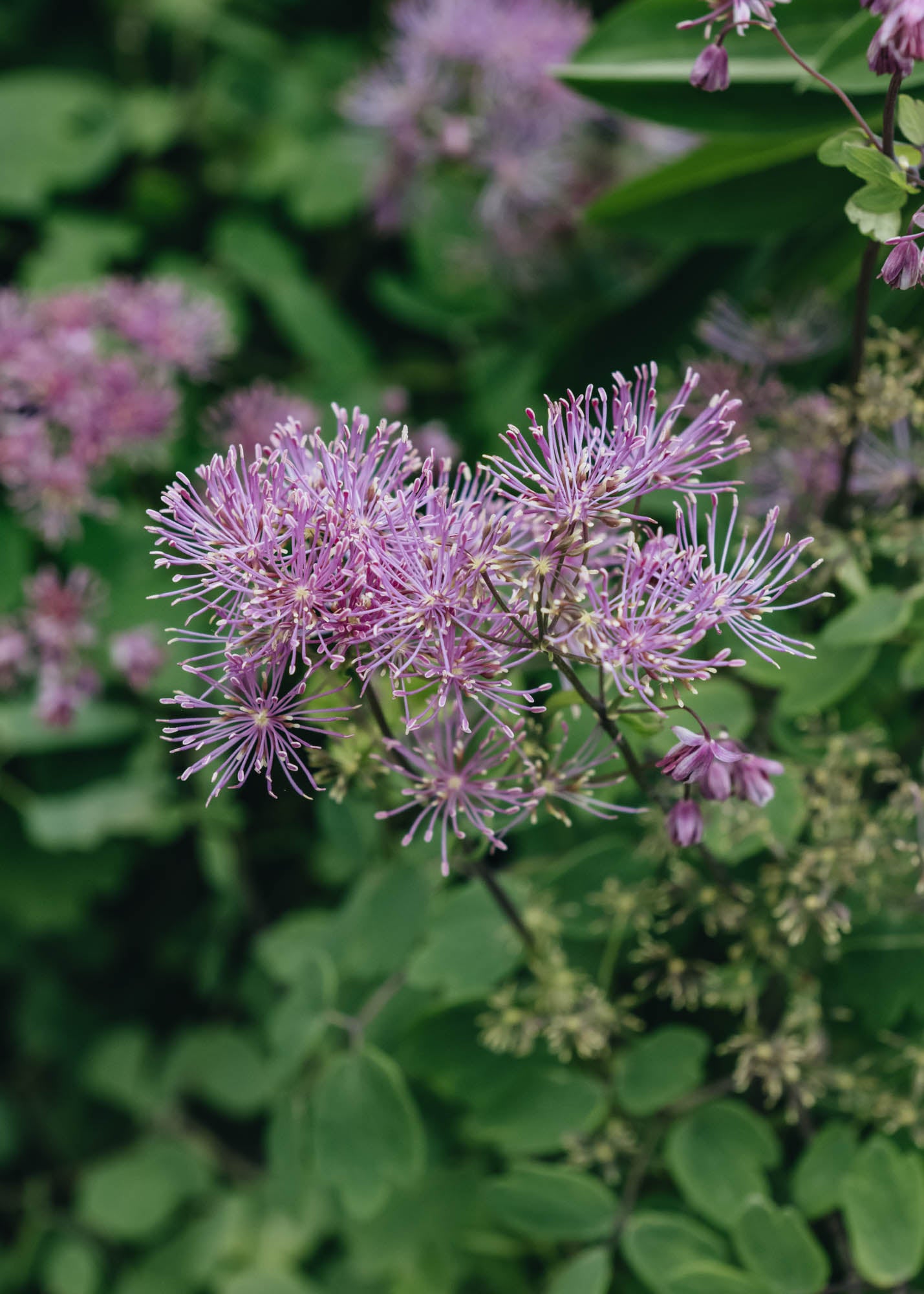 Thalictrum aquilegiifolium Thundercloud