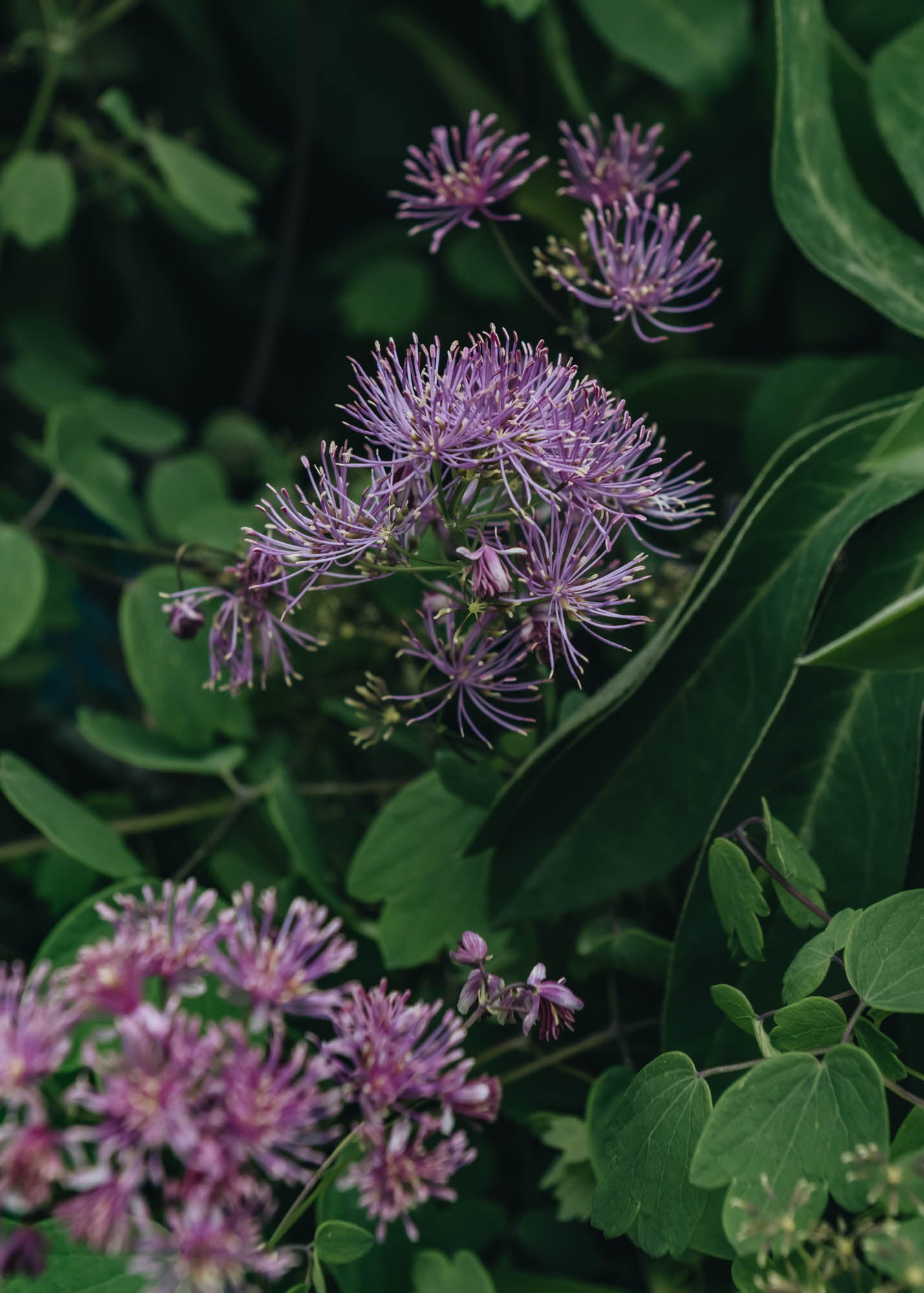 Thalictrum aquilegiifolium Thundercloud