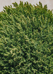 Thuja ocidentalis Teddy 3L