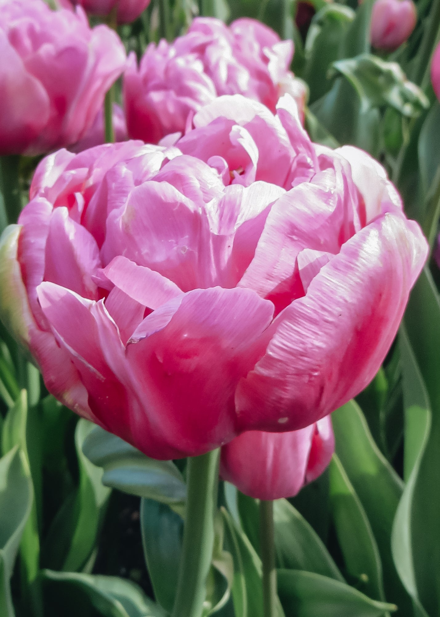 Tulipa Amazing Grace Bulbs