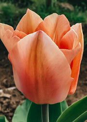 Tulipa Apricona Bulbs