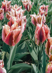 Tulipa Artist Bulbs