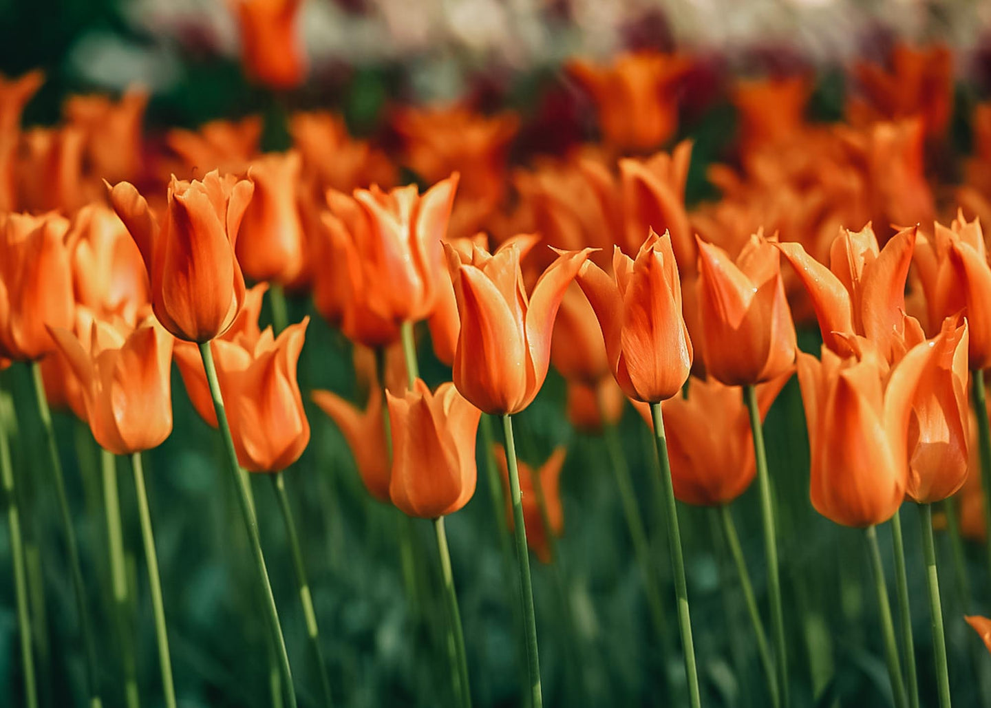 Tulipa Ballerina Bulbs