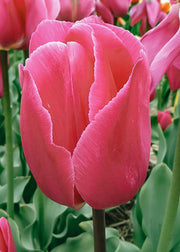 Tulipa Barcelona Bulbs