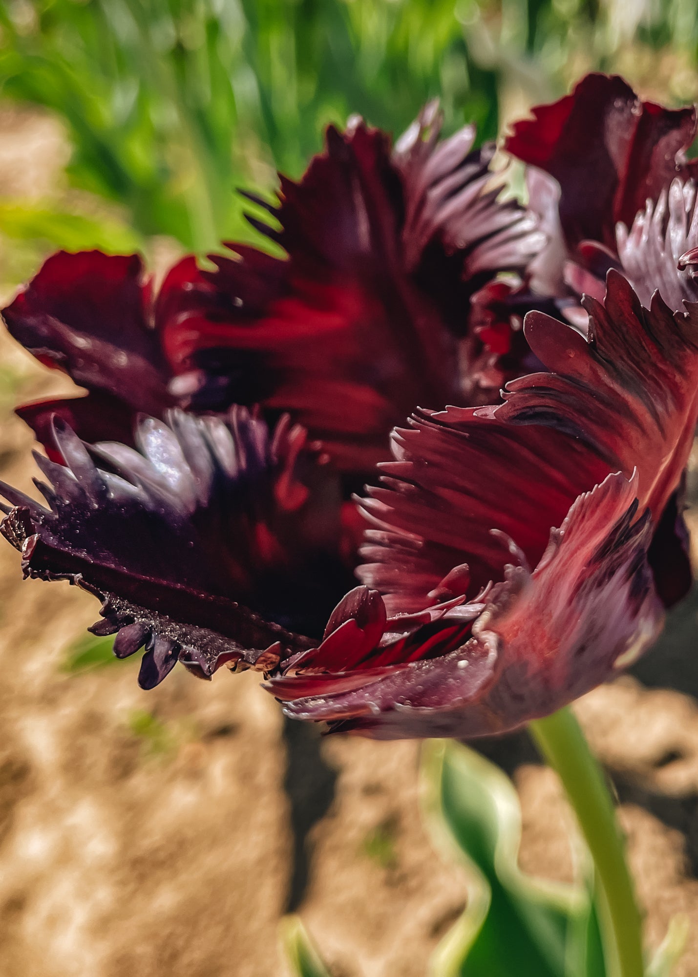 Tulipa Black Parrot Bulbs