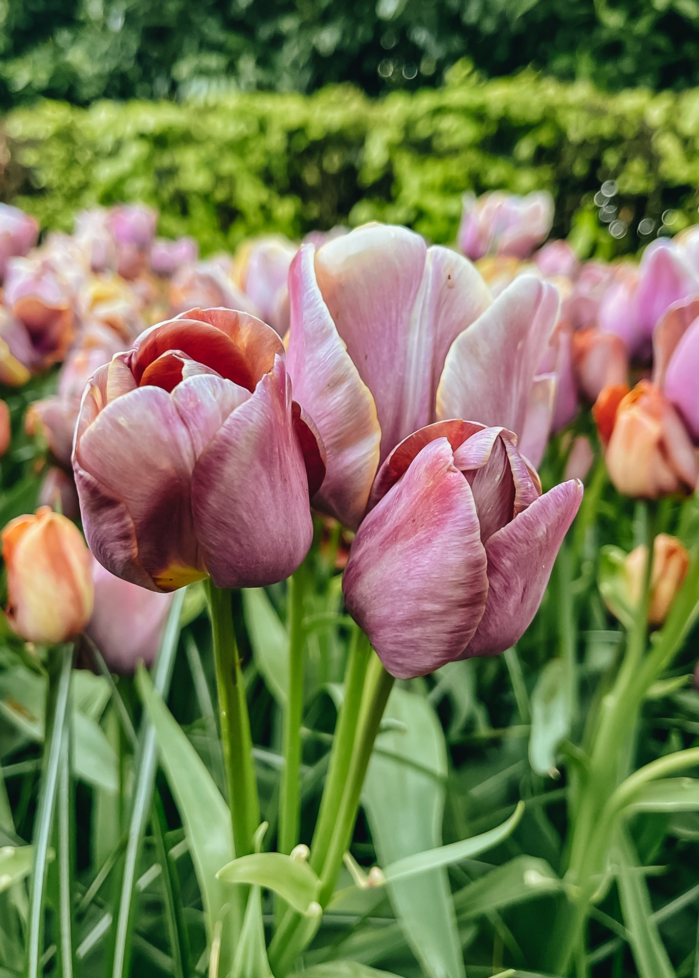 Tulipa Blue Heaven Bulbs