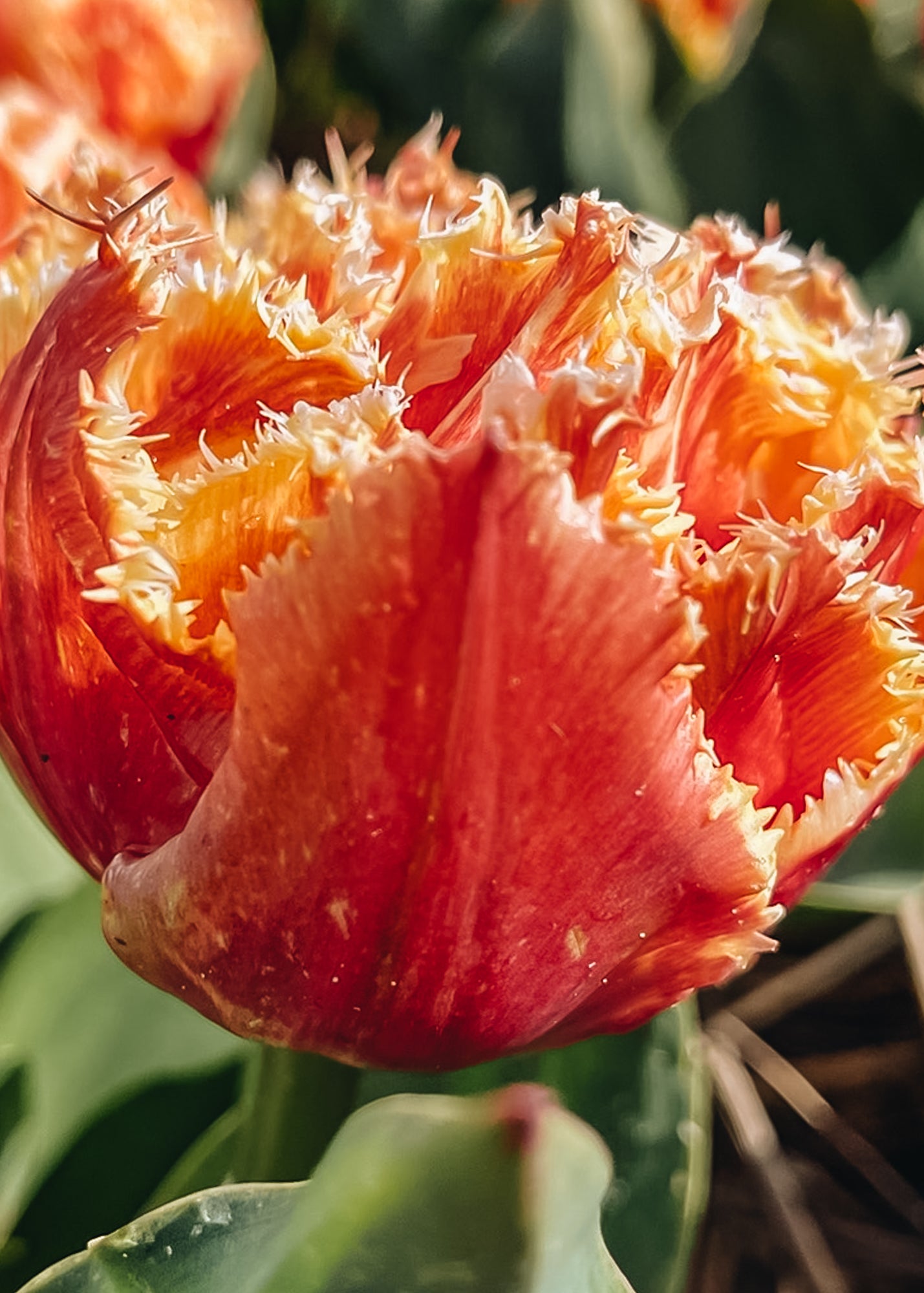 Tulipa Brisbane Bulbs