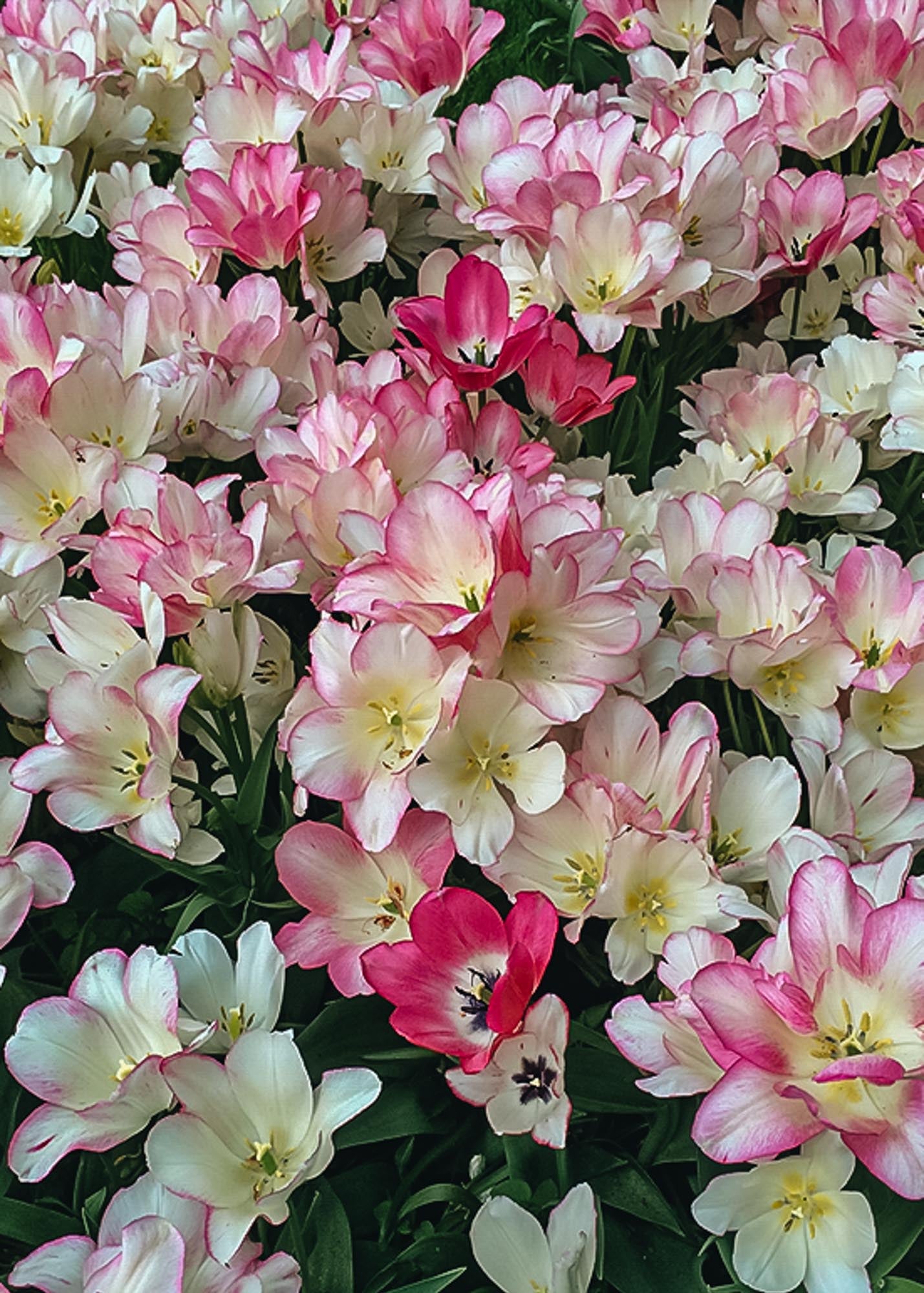 Tulipa Candy Club Bulbs