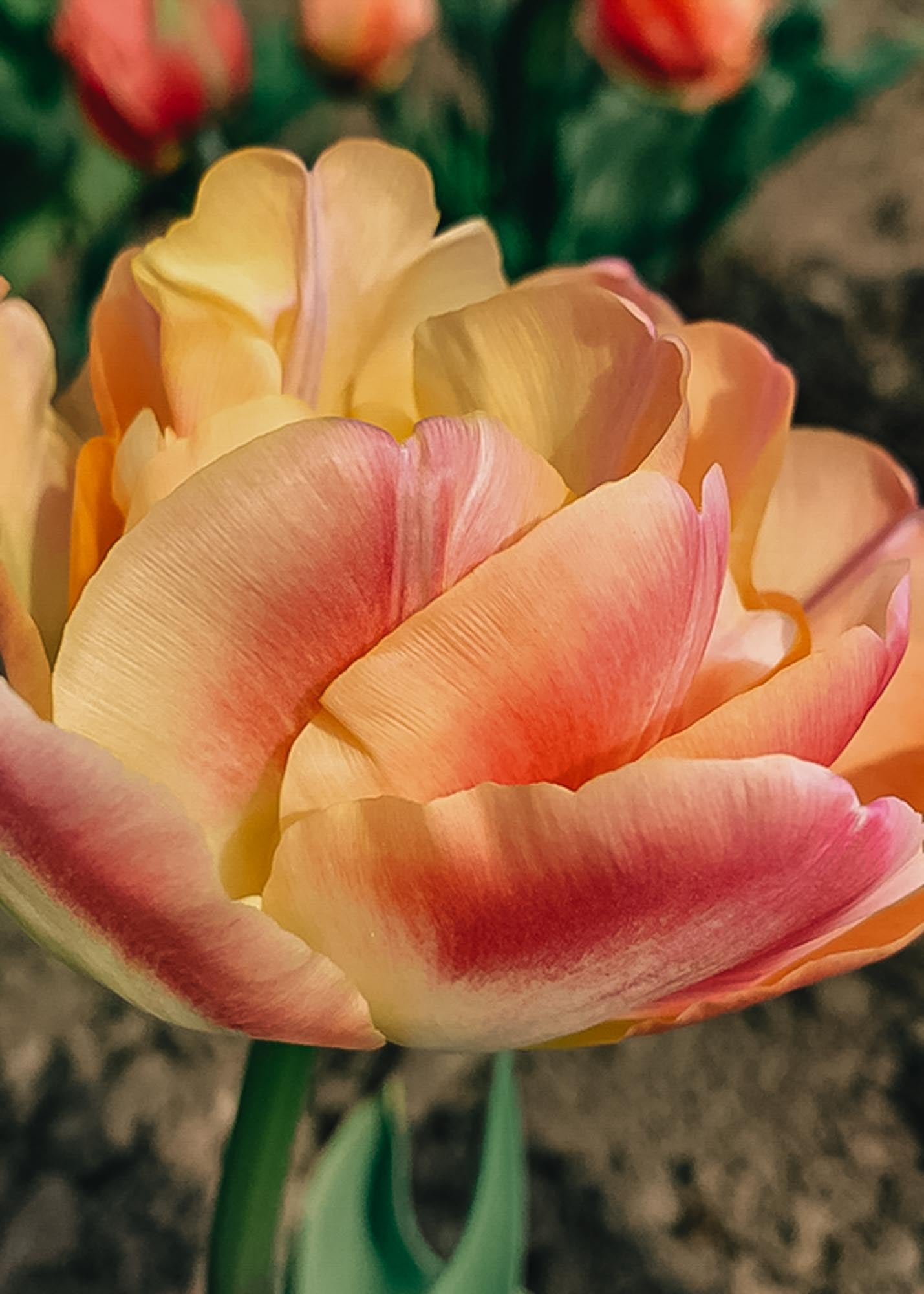 Tulipa Crème Upstar Bulbs